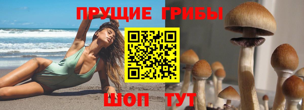 Астрахань  Галлюциногенные грибы прущие грибы  Галлюциногенные грибы Psilocybine cubensis  Вход с VPN 
